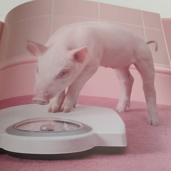 Pretty In Pink Book - Picture 5 of 9